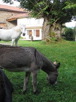Gite De Charme Auvergne Cab'Ane Brousse Exteriér fotografie